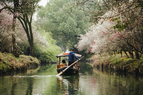 杭州西溪濕地,河岸梅花盛開。圖片來(lái)源:視覺中國(guó)